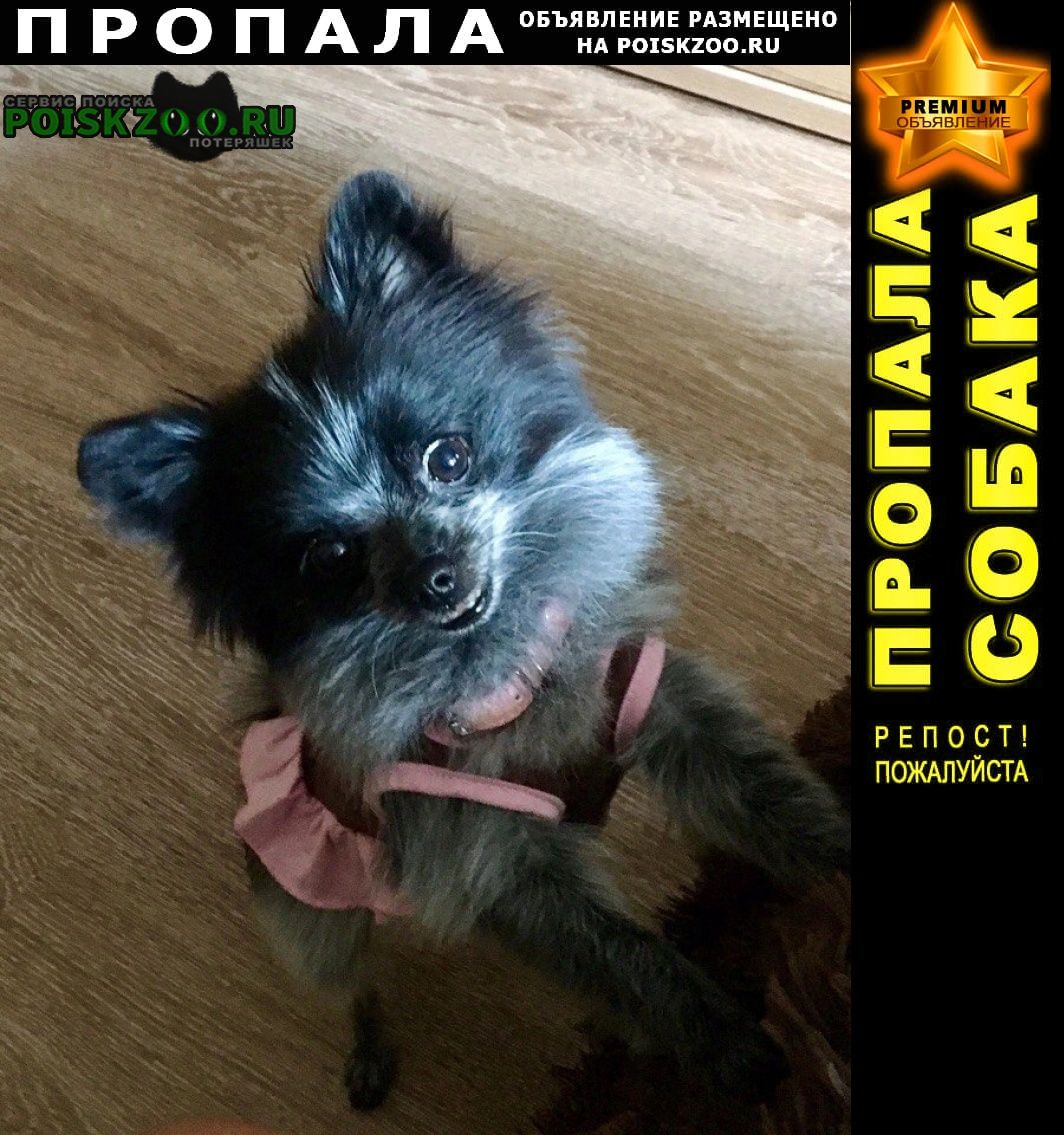 Дмитров Пропала собака черно-белая девочка мини-шпиц