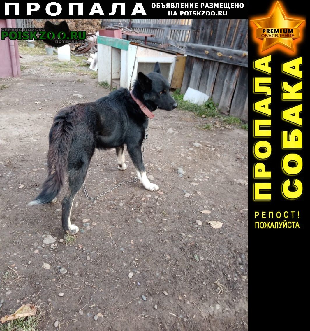 Пропала собака кобель зовут шома Томск