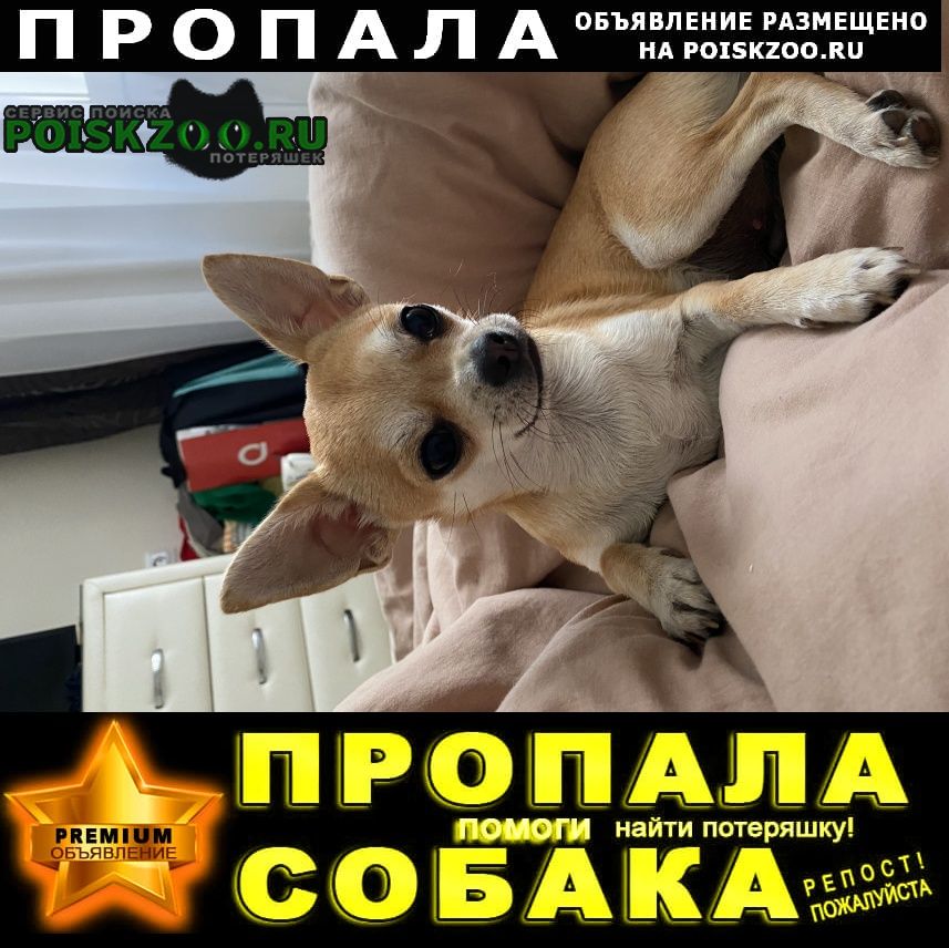 Пропала собака Нижний Новгород