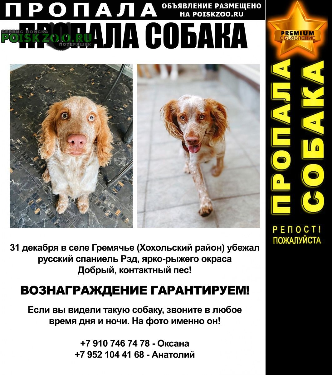 Пропала собака кобель убежала собака Хохольский