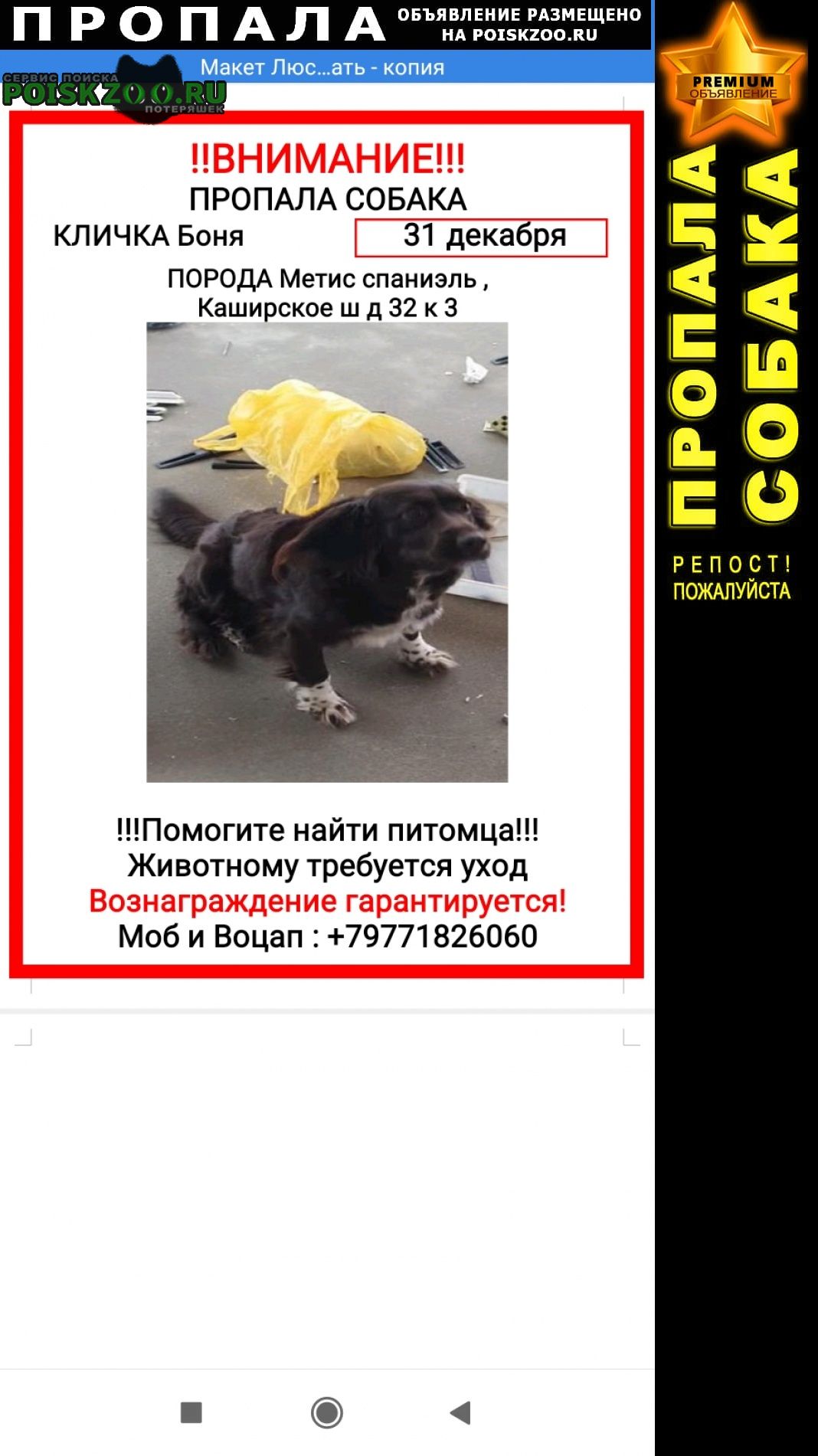 Москва Пропала собака. окрас коричневый девочка