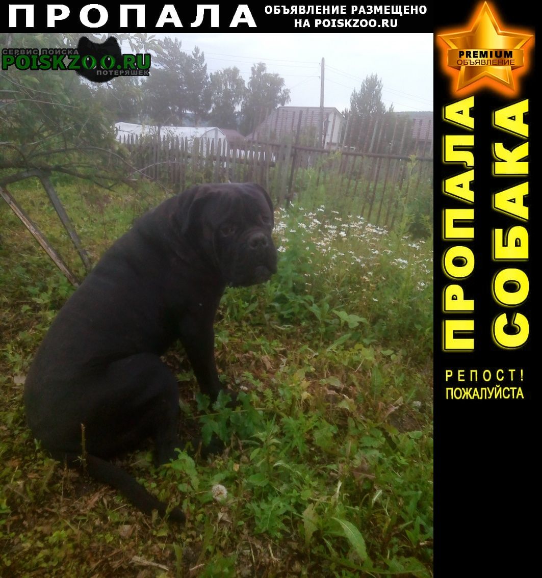 Пропала собака кобель кане-корсо Красноярск