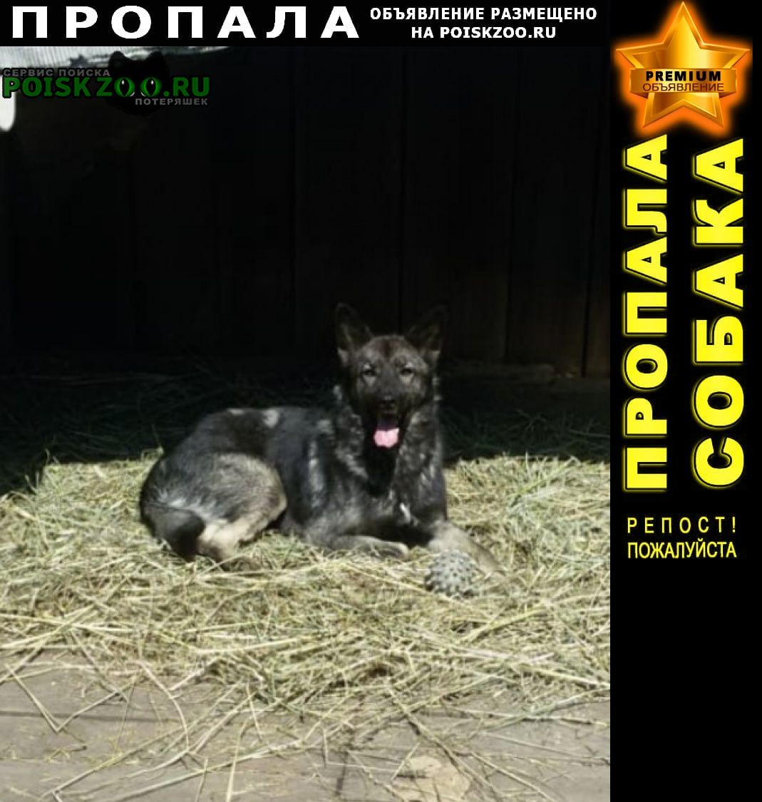 Иркутск Пропала собака кобель дворовой пёс миша