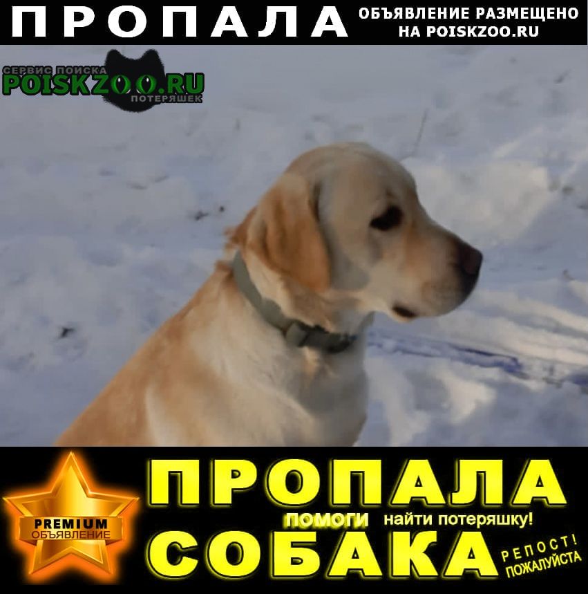 Пропала собака Иркутск