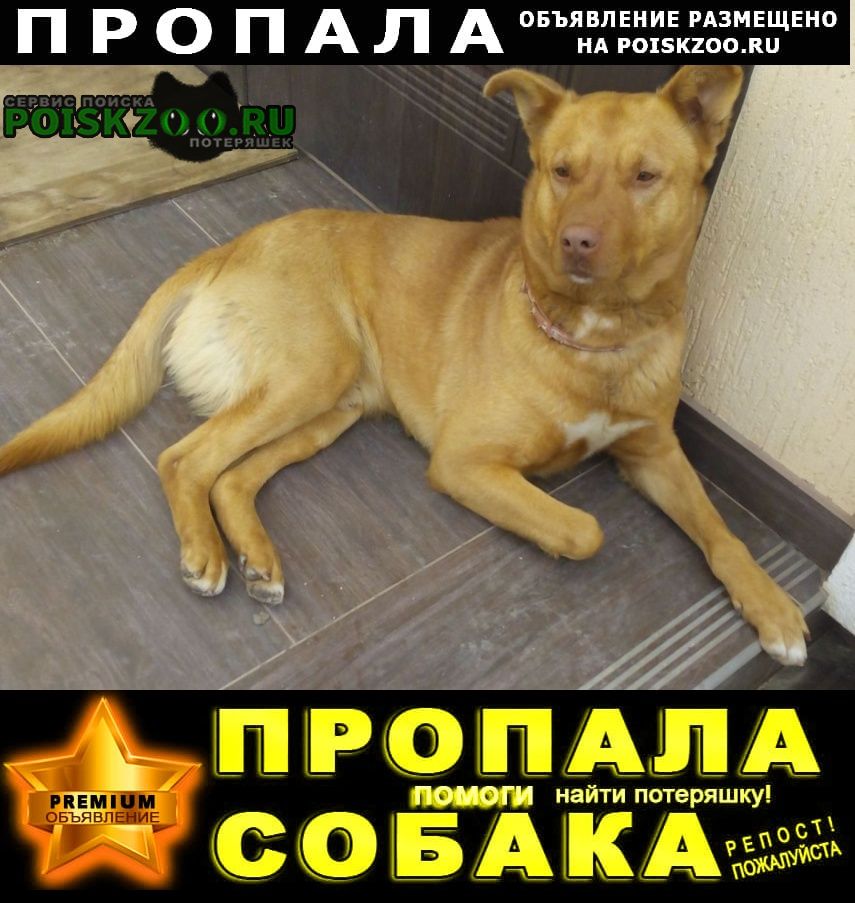 Пропала собака кобель. г. в пригороде с Симферополь