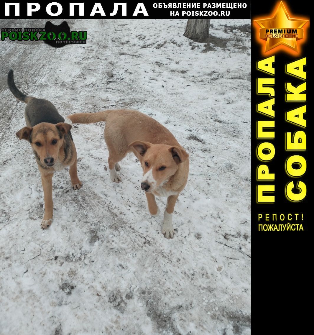 Пропала собака и три собаки Воронеж