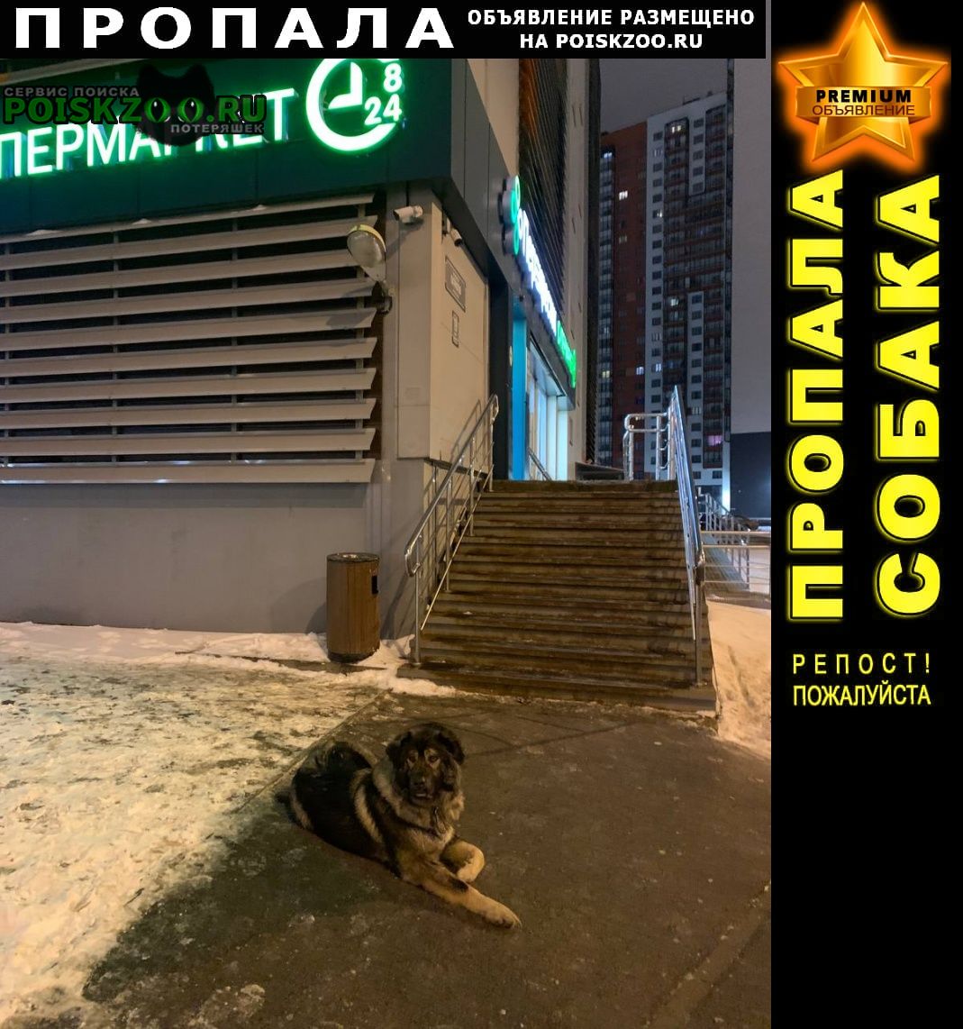 Пропала собака Санкт-Петербург