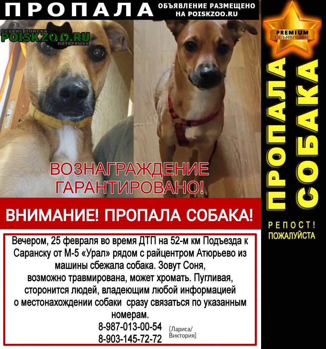 Пропала собака в районе Атюрьево