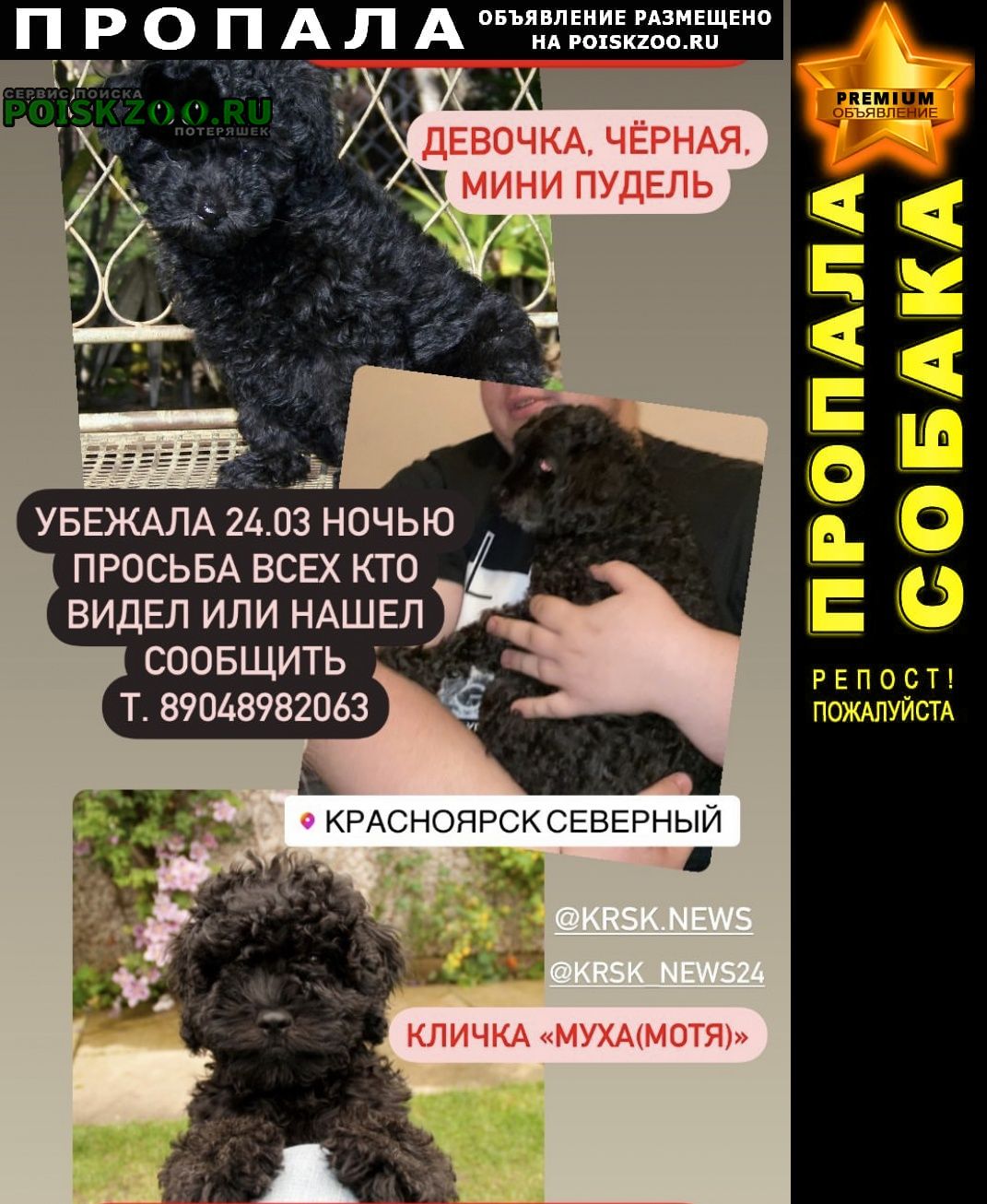 Пропала собака, северный Красноярск