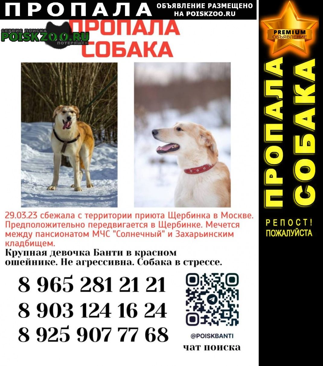 Пропала собака Щербинка