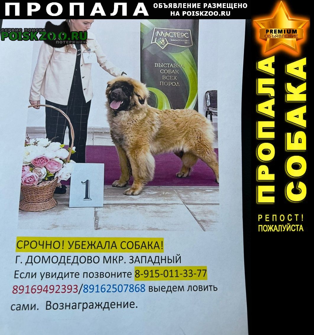 Пропала собака потерялась 13 апреля. Домодедово