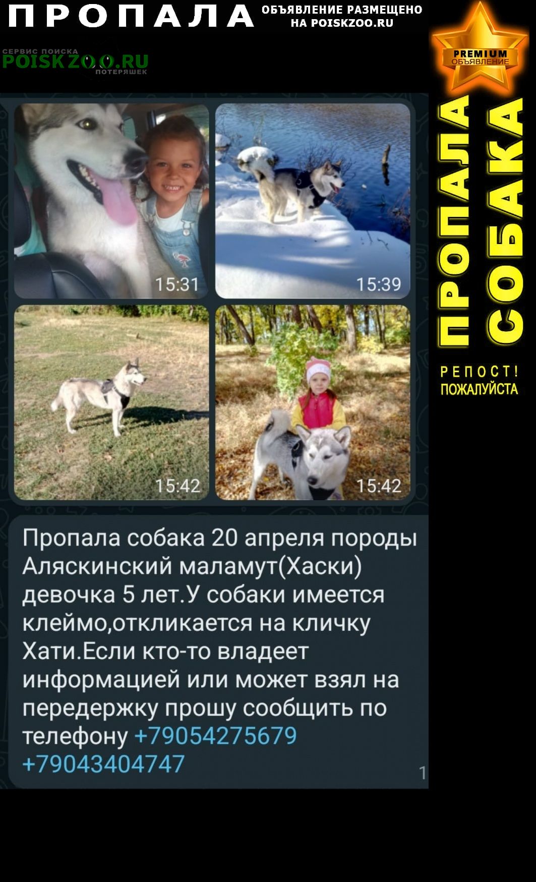 Пропала собака помогите найти маламута Ростов-на-Дону