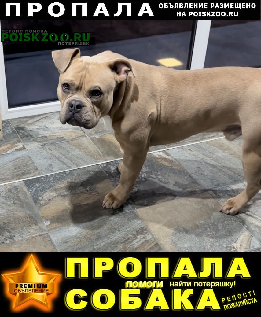 Саратов Пропала собака кобель американский булли, крупный, около 40 кг