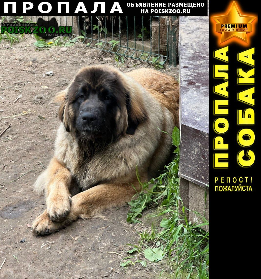 Домодедово Пропала собака породы леонбергер девочка