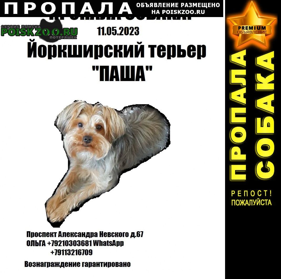 Пропала собака кобель. йоркшерский терьер. 11. 05 Петрозаводск