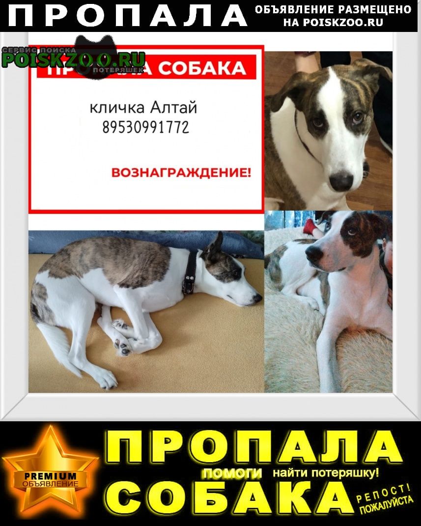 Пропала собака кобель Новороссийск