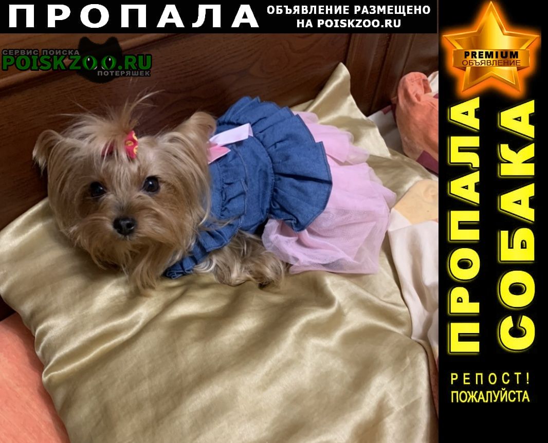 Пропала собака йоркшерский терьер Таганрог