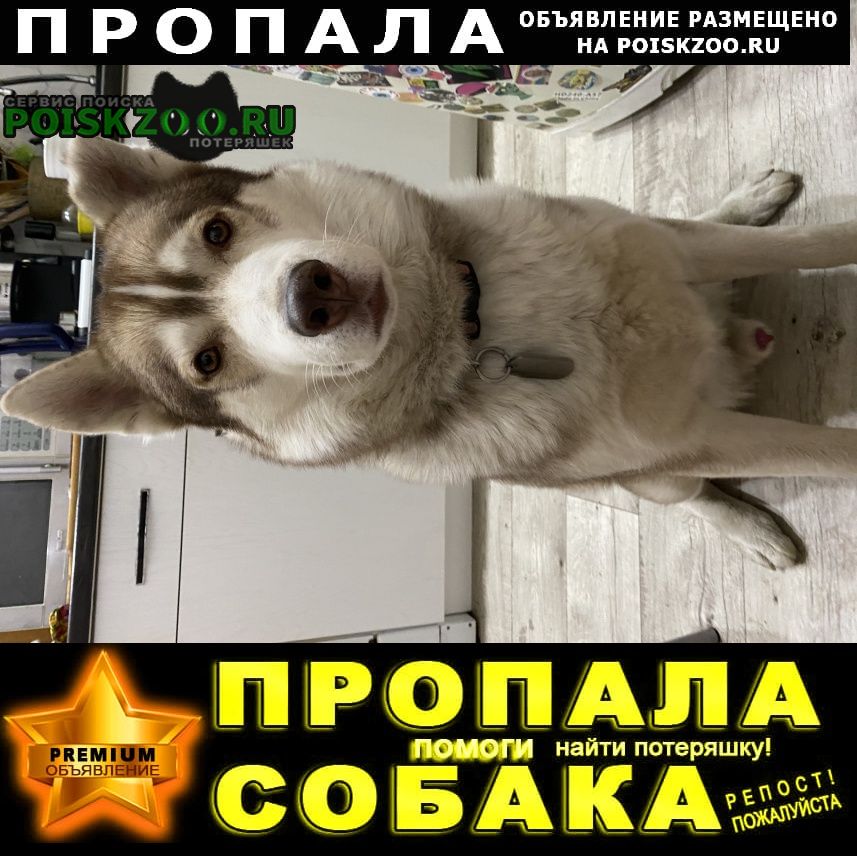 Воронеж Пропала собака кобель