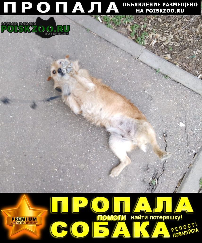 Пропала собака (девочка) по кличке жужа Краснодар