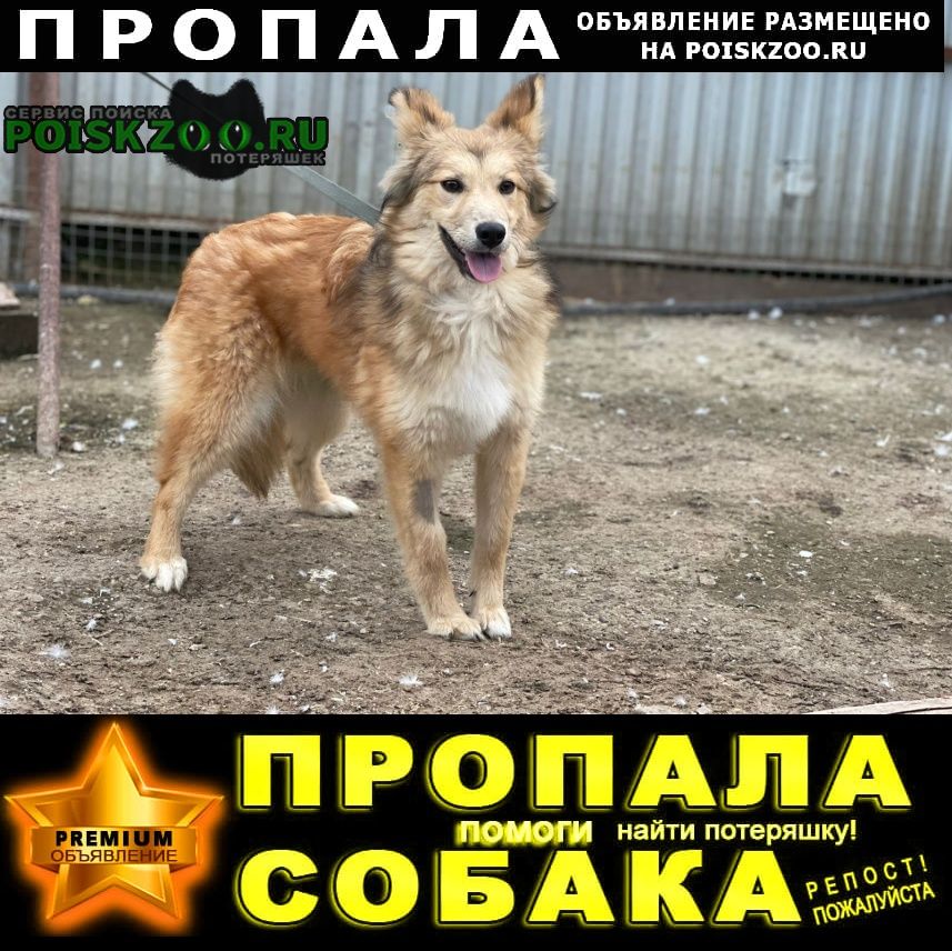 Пропала собака Малоярославец