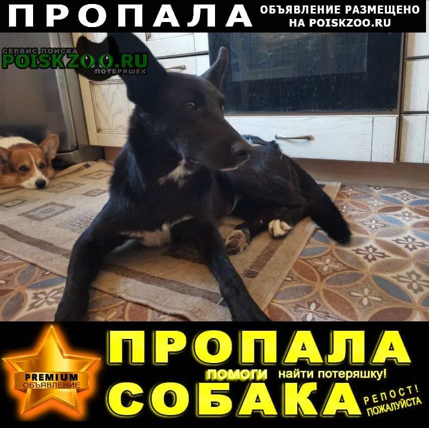 Пропала собака потерялась 3 октября в 10:30 утра Санкт-Петербург