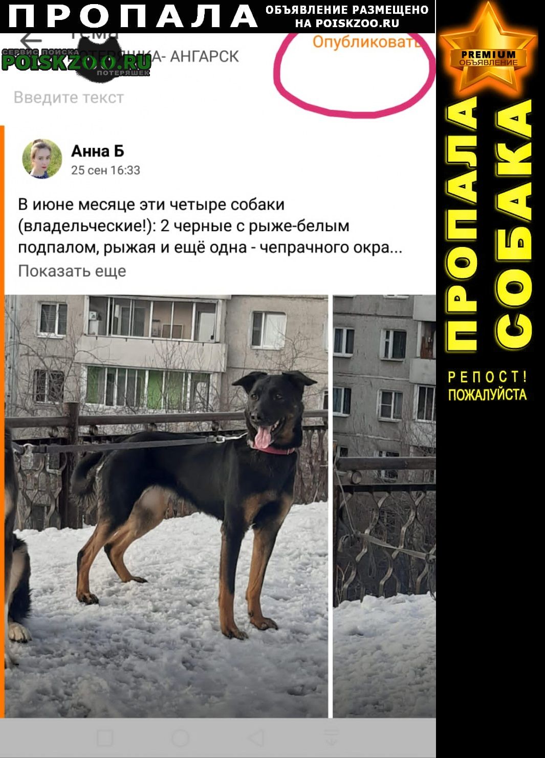 Иркутск Пропала собака
