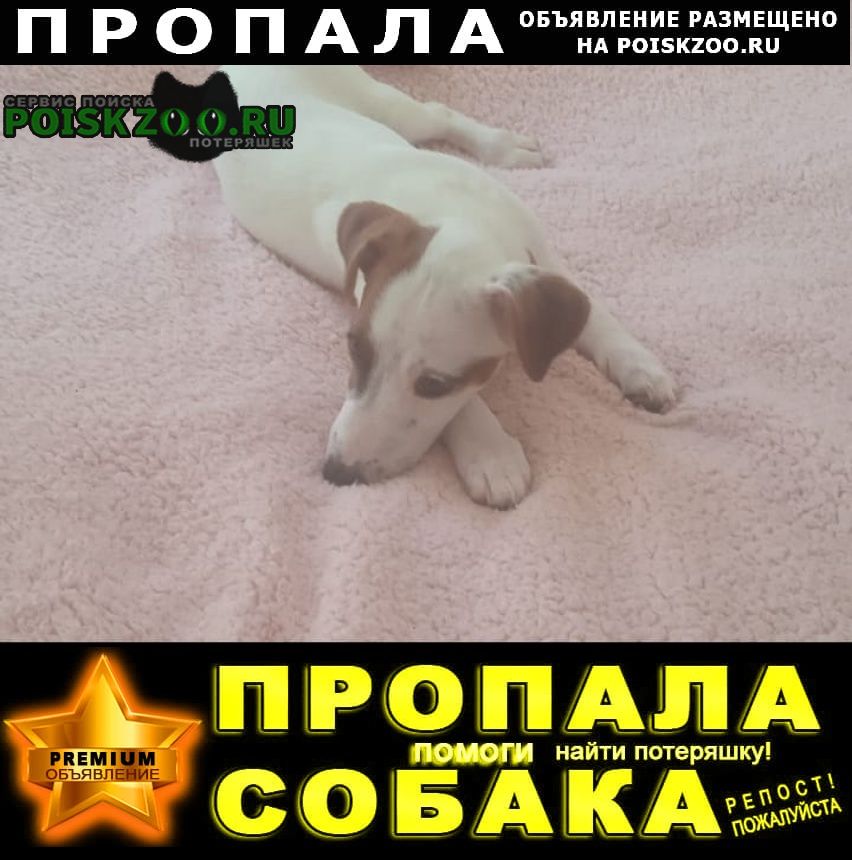 Новороссийск Пропала собака джек рассел терьер