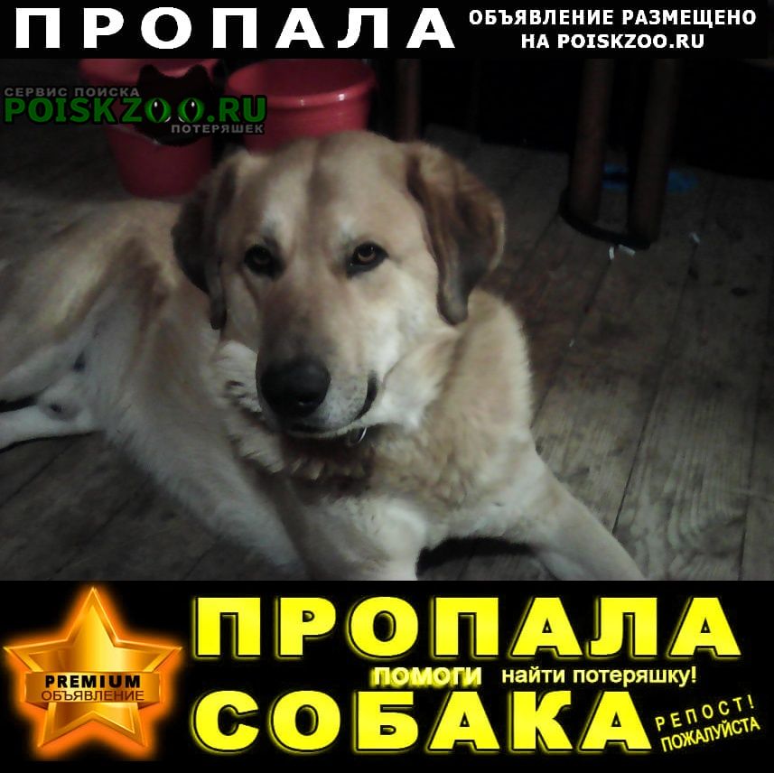 Пропала собака кобель крупный кобель палево-рыжий Осташков