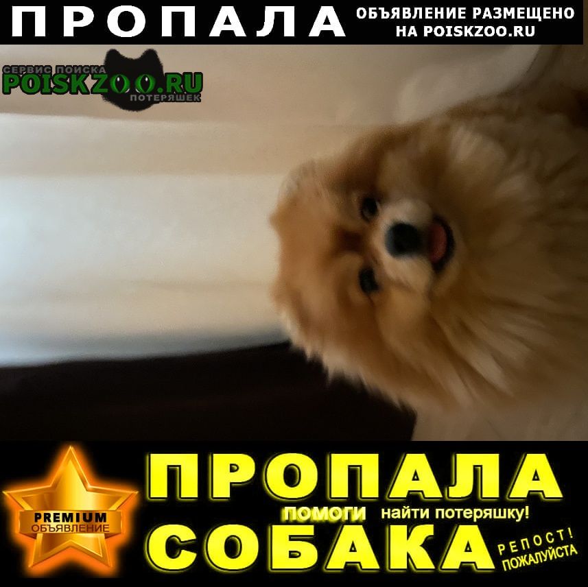 Пропала собака померанский шпиц Москва
