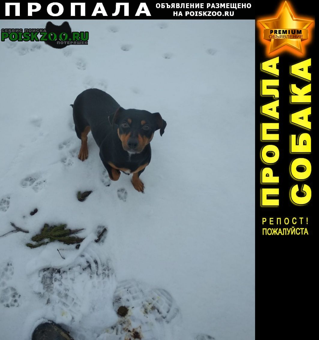 Пропала собака помогите найти Гагарин