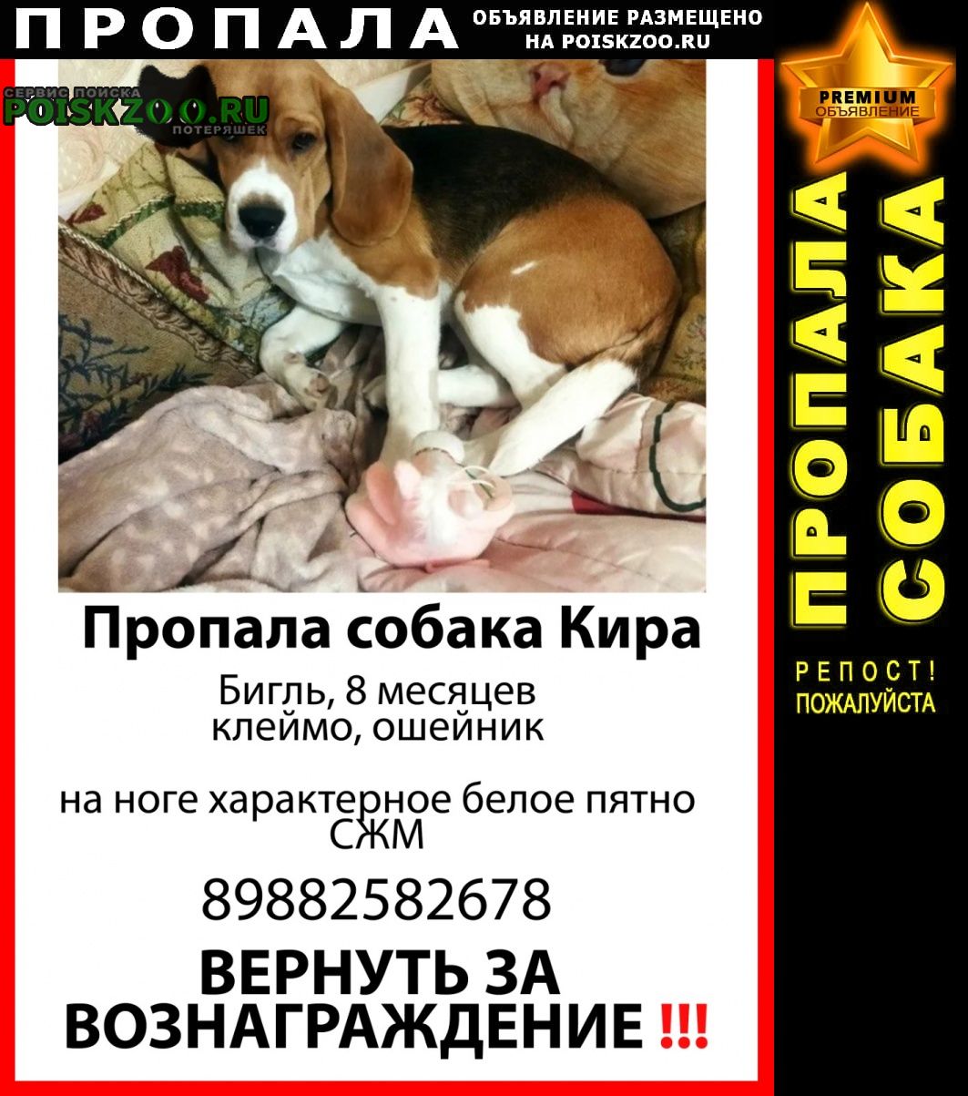 Ростов-на-Дону Пропала собака бигль девочка 8 месяцев сжм