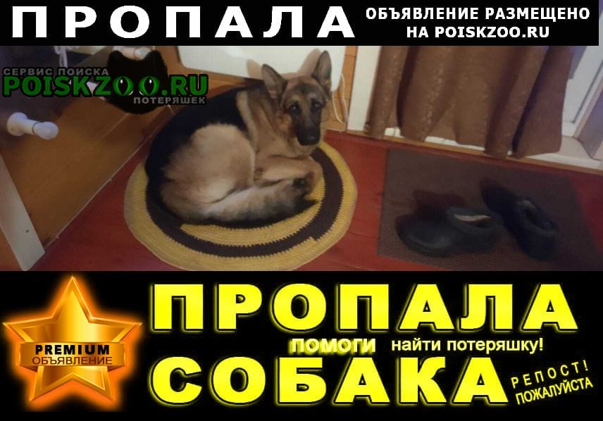 Пропала собака кобель Красноярск