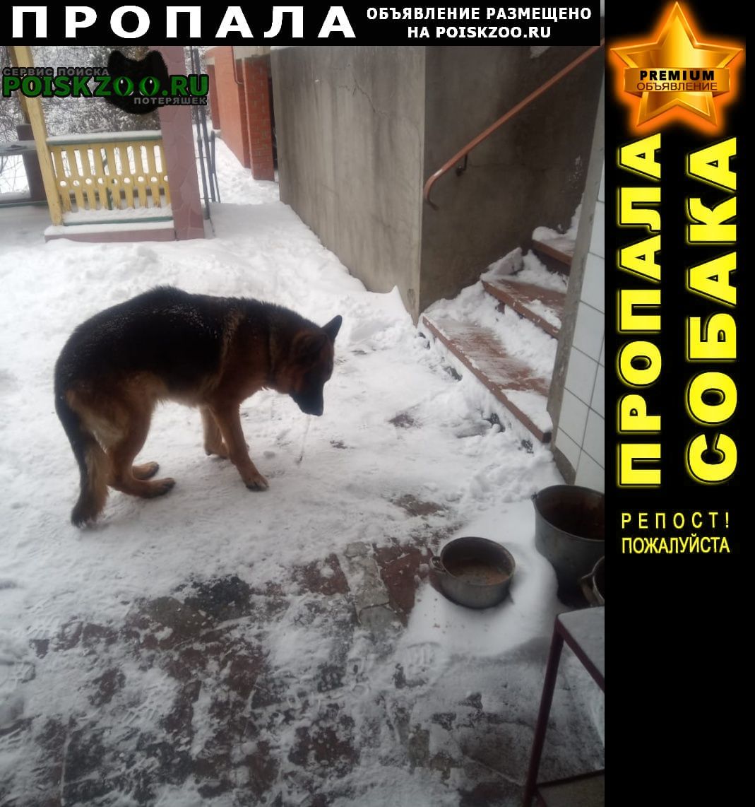 Белгород Пропала собака кобель немецкая овчарка