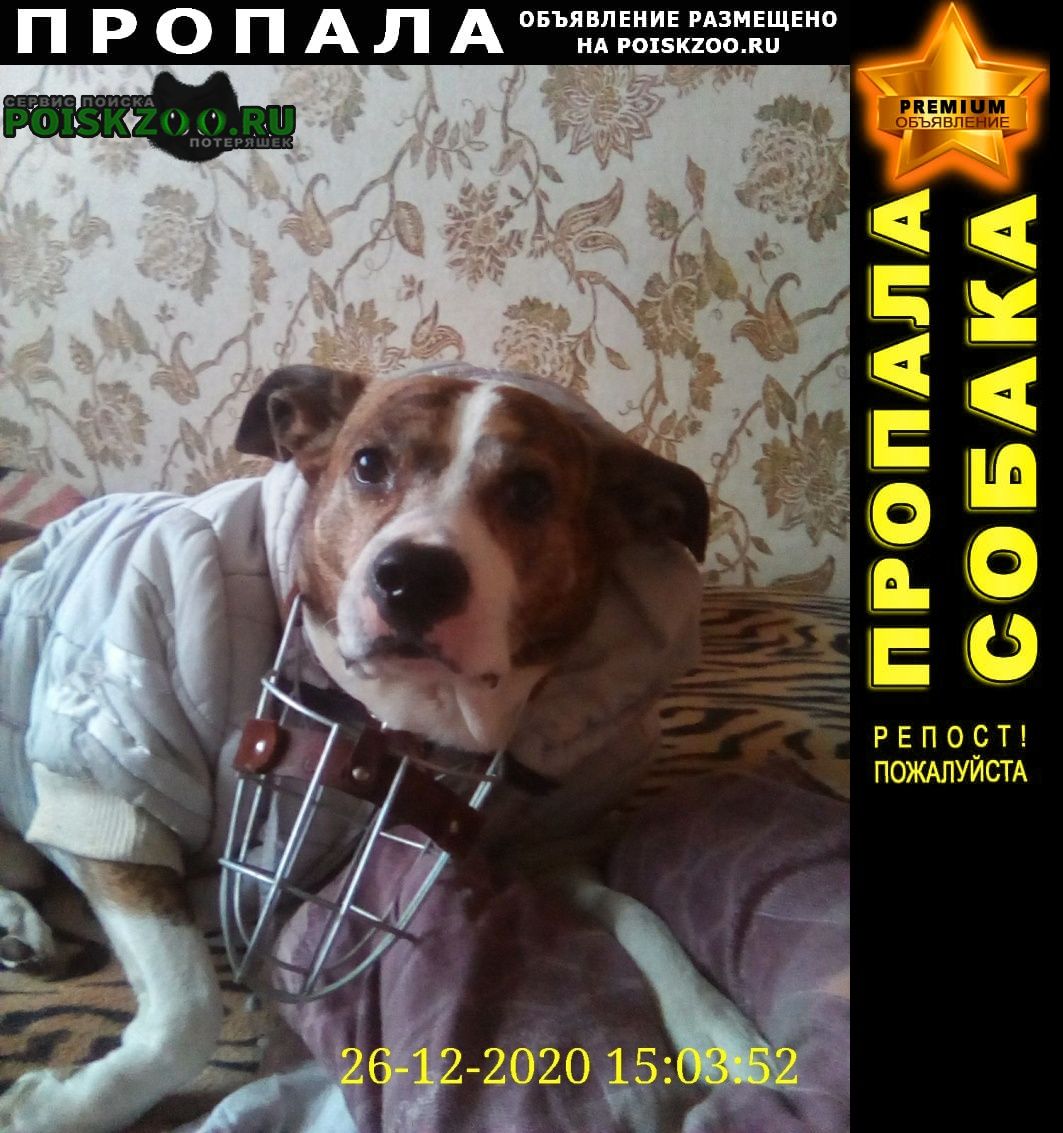 Пропала собака кобель помогите найти собаку Красноярск