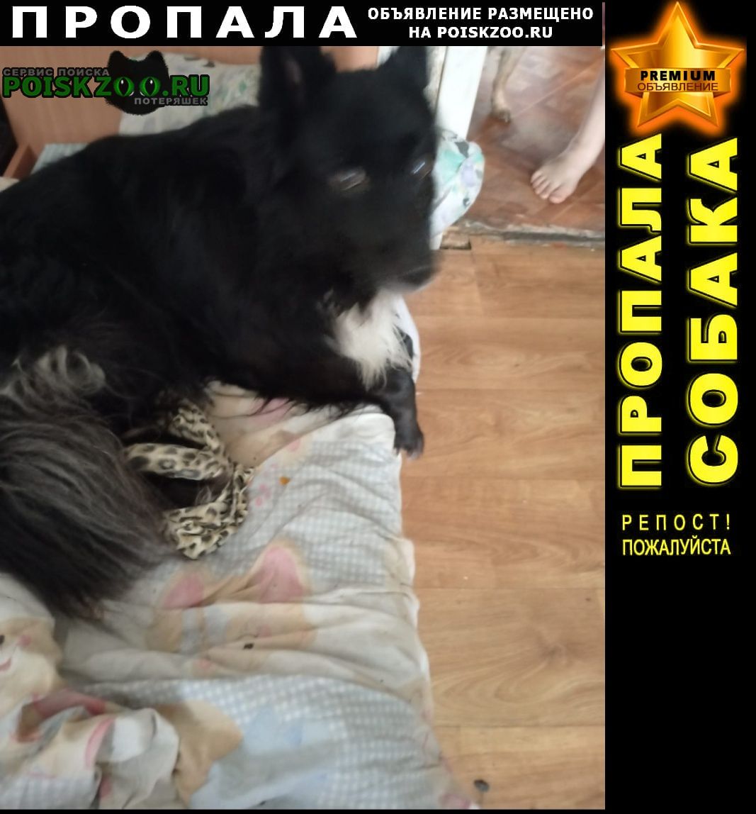 Пропала собака кобель в зелёной роще пёс Красноярск