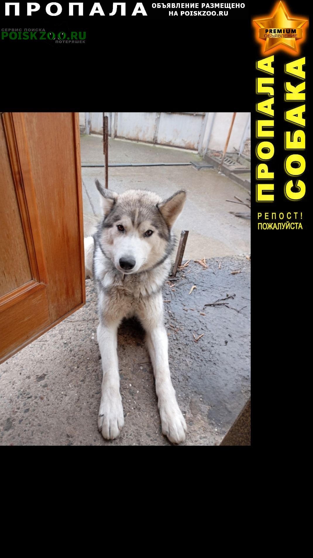 ���� ������� ������ ������ -�����/. �.