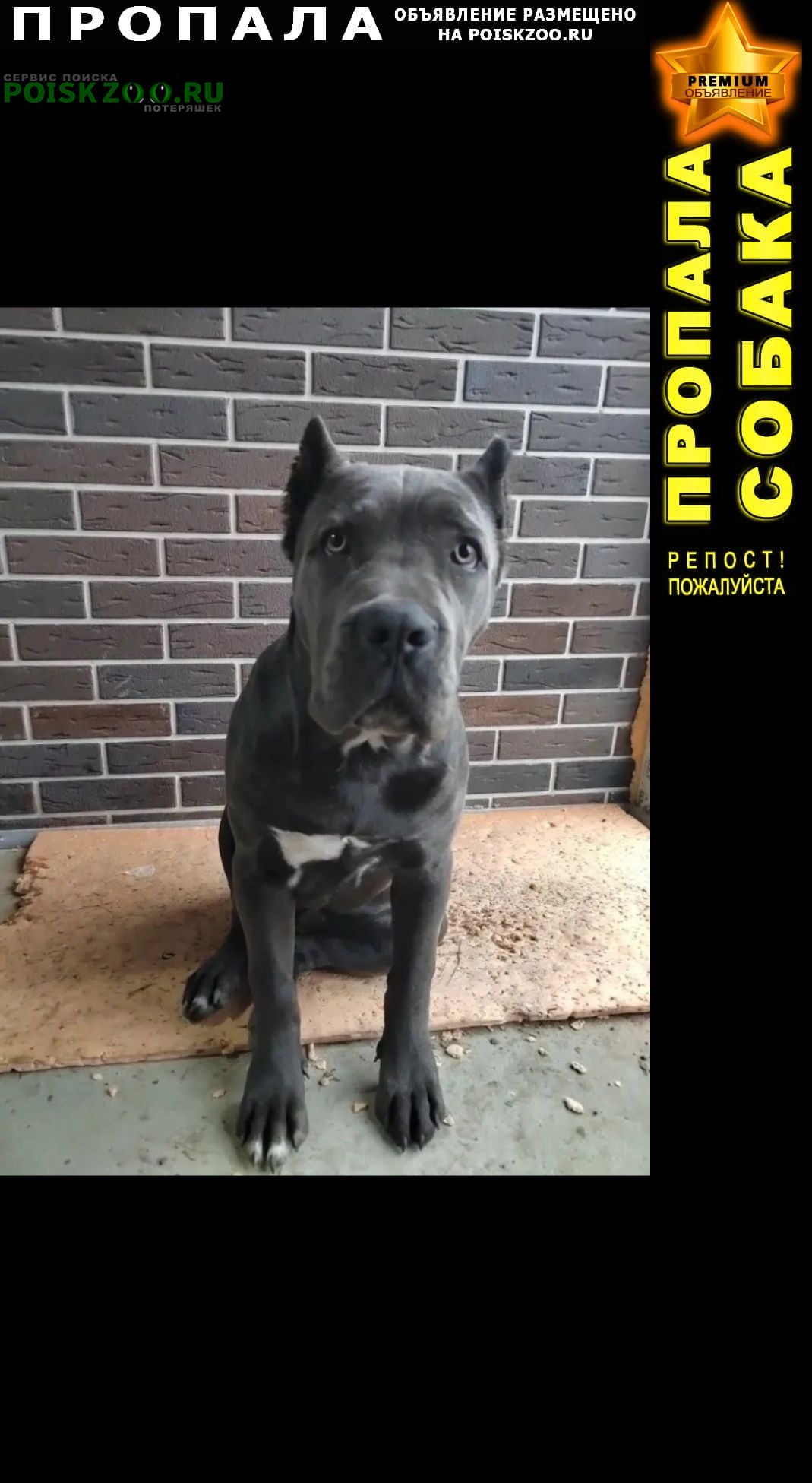 ���� ������� ������ �������, ���� �����