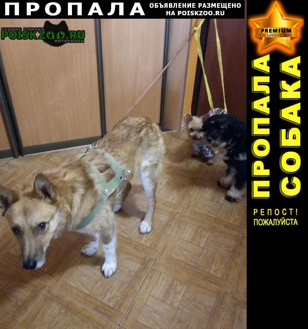 Пропала собака кобель кличка боря Екатеринбург