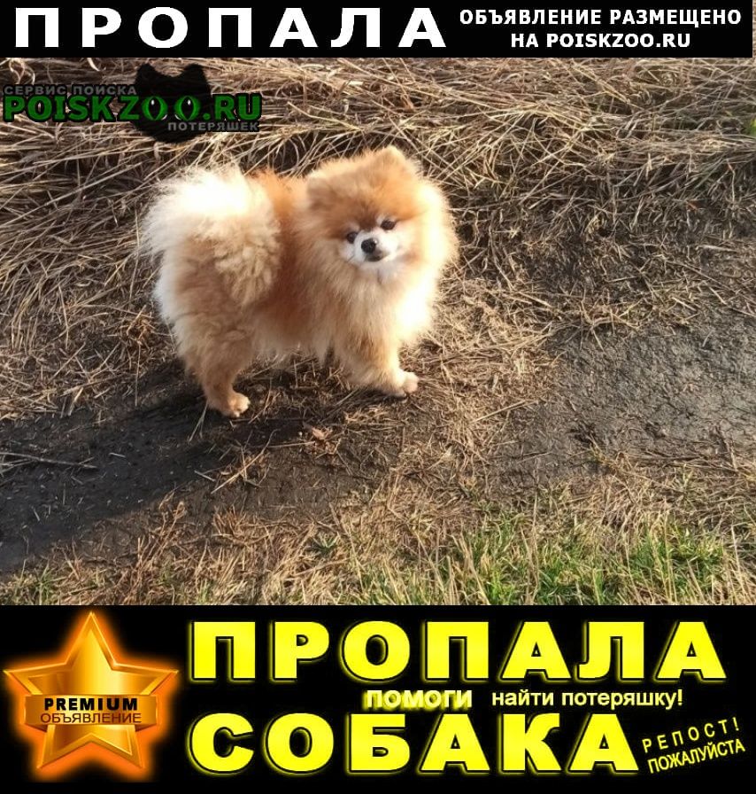 Пропала собака кобель рыжий шпиц Новомосковск