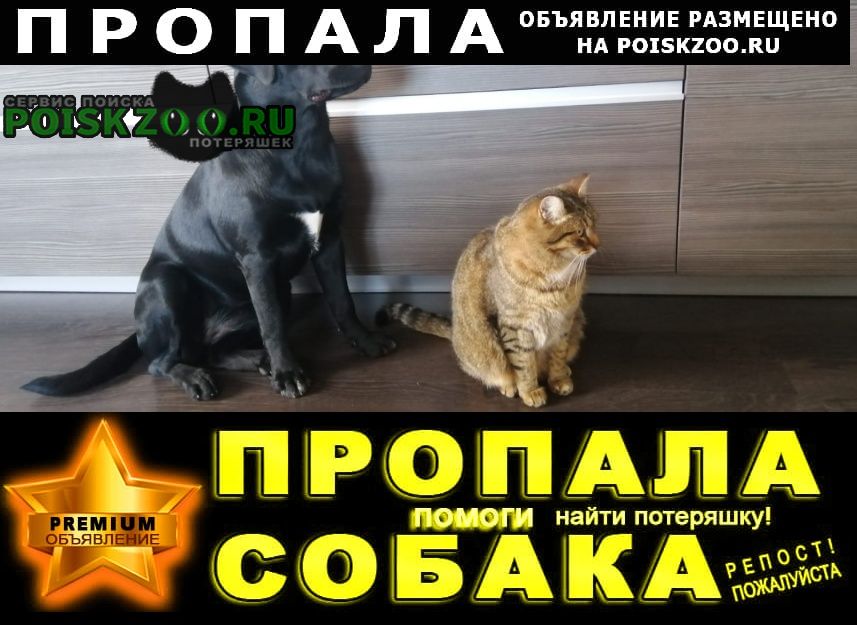 Пропала собака Барнаул