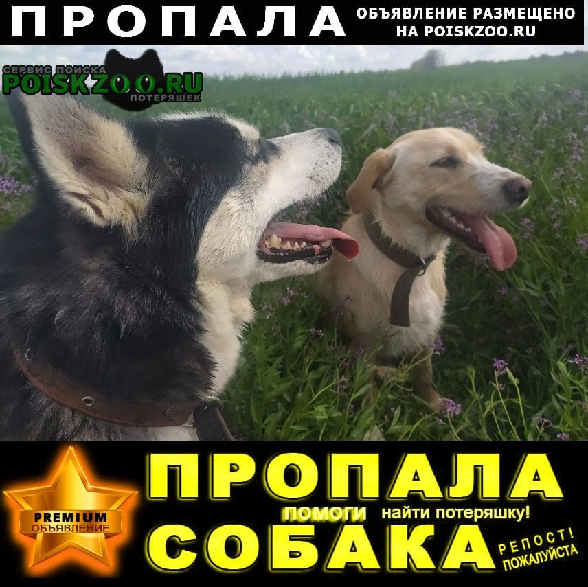 Севастополь Пропала собака кобель хаски -кобель