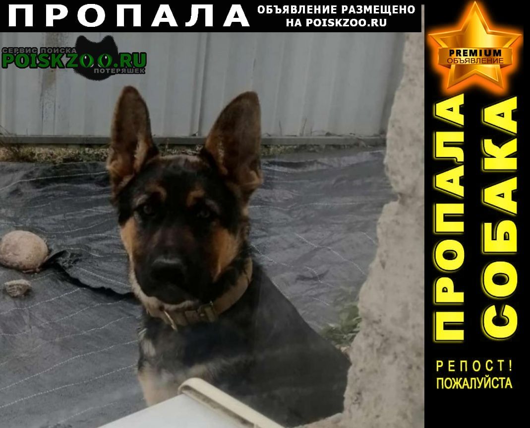 Пропала собака кобель Кисловодск