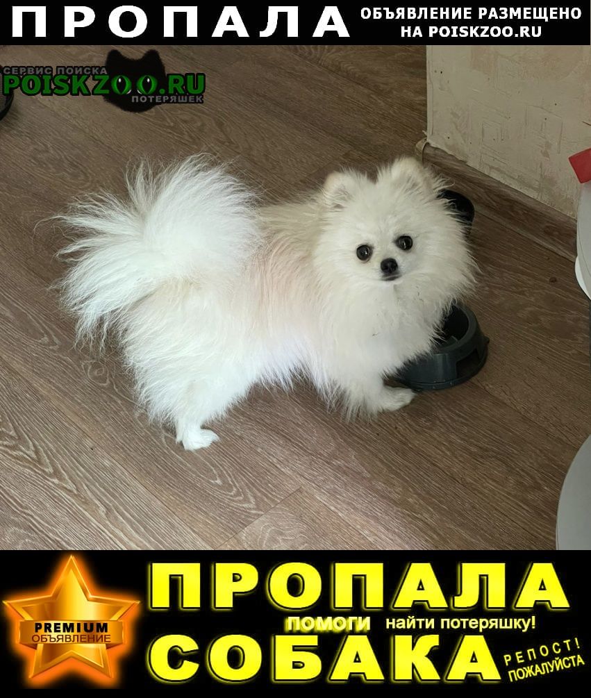 Саратов Пропала собака кобель белый мальчик шпиц
