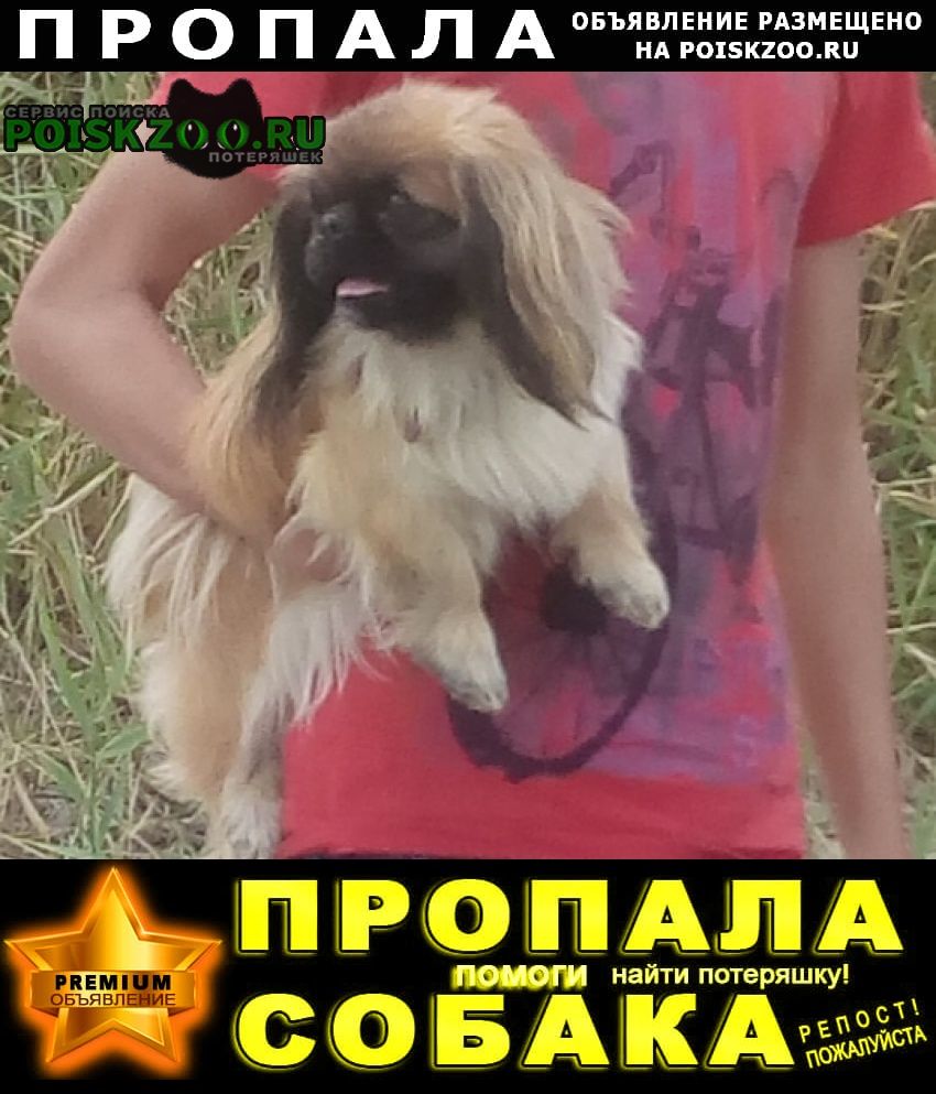 Пропала собака пекинес Волгоград