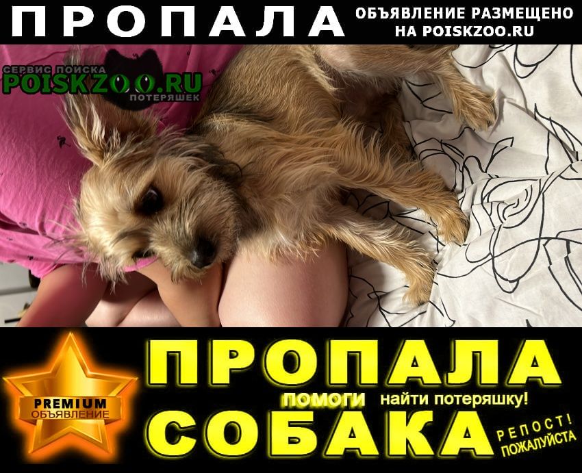 Пропала собака кобель в шушарах Санкт-Петербург