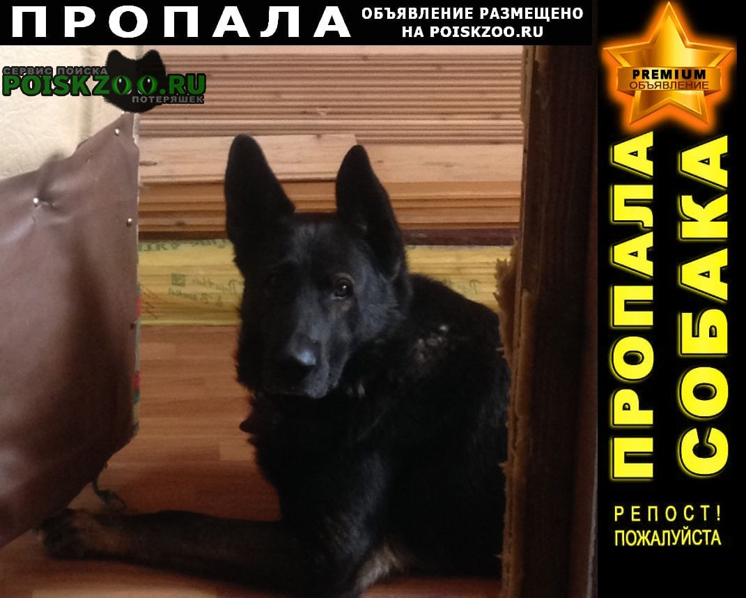 Нарофоминск Пропала собака кобель чёрный крупный, похож на овчарку