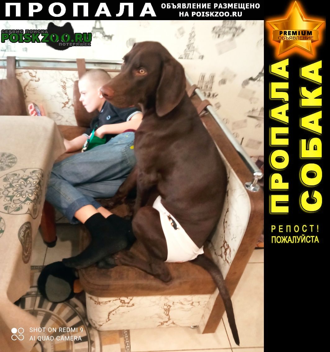 Пропала собака кобель полюстровский парк. коричневый курцхаар Санкт-Петербург