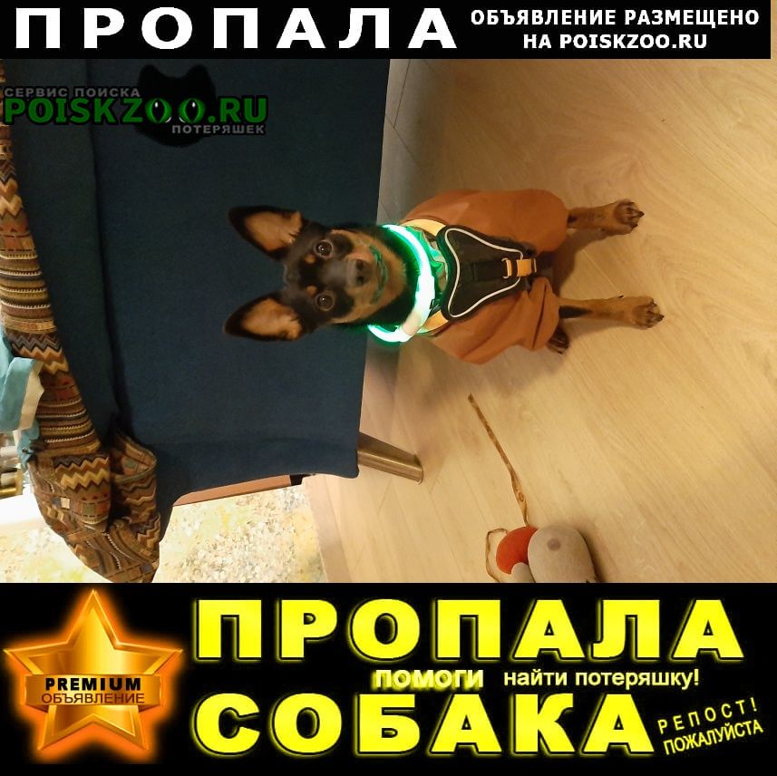 Санкт-Петербург Пропала собака. в опочининском саду сбежала
