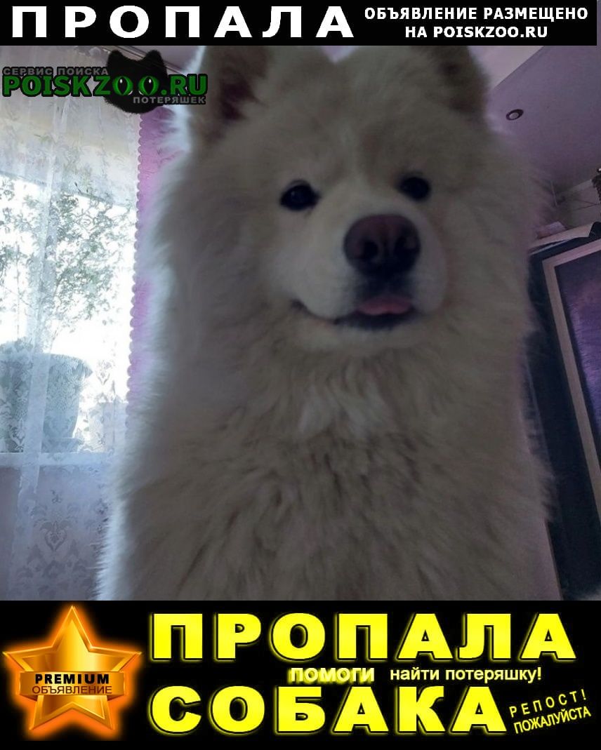 Пропала собака самоед леди Славянск-на-Кубани