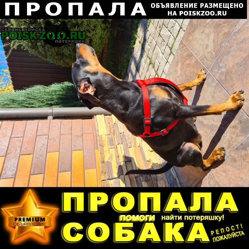 Пропала собака Видное